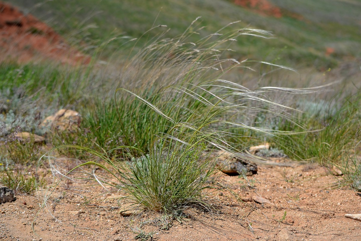 Image of genus Stipa specimen.