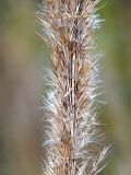 Calamagrostis epigeios. Средняя часть соплодия. Ленинградская обл., Всеволожский р-н, окр. пос. Мурино, ж.-д. ст. Девяткино. 10.10.2009.