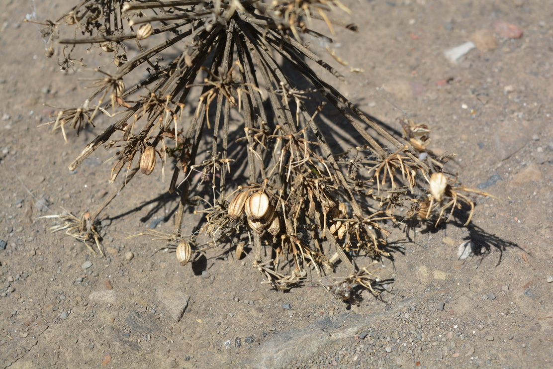 Image of Agasyllis latifolia specimen.