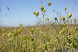 Bupleurum baldense
