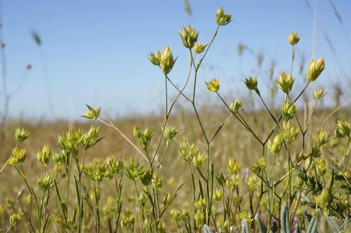 Image of Bupleurum baldense specimen.