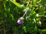 род Geranium. Верхушка цветущего растения. Италия, Фраскати, обочина дороги, заросшая луговой растительностью. 15.03.2017.