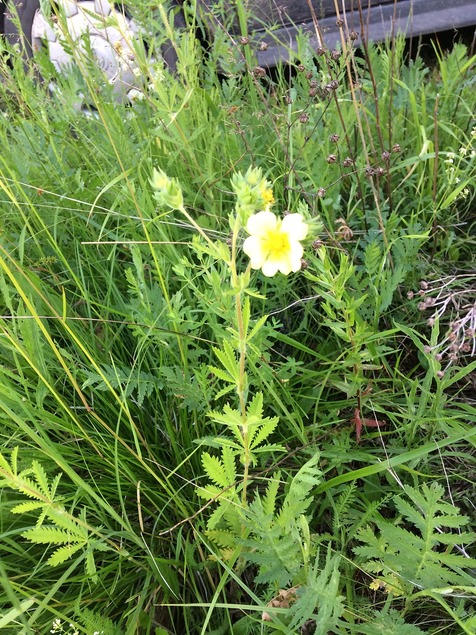 Image of Potentilla recta specimen.