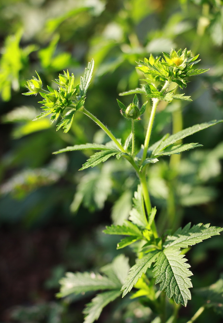 Изображение особи Potentilla norvegica.