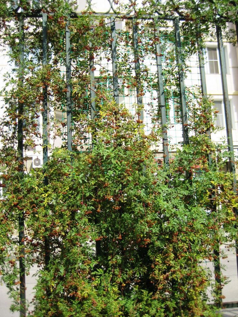 Image of Ampelopsis aconitifolia specimen.