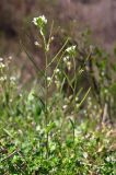 Arabis auriculata. Цветущие и плодоносящие растения. Крым, Севастополь, Троицкая балка. 5 апреля 2012 г.