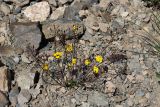 Draba hispida