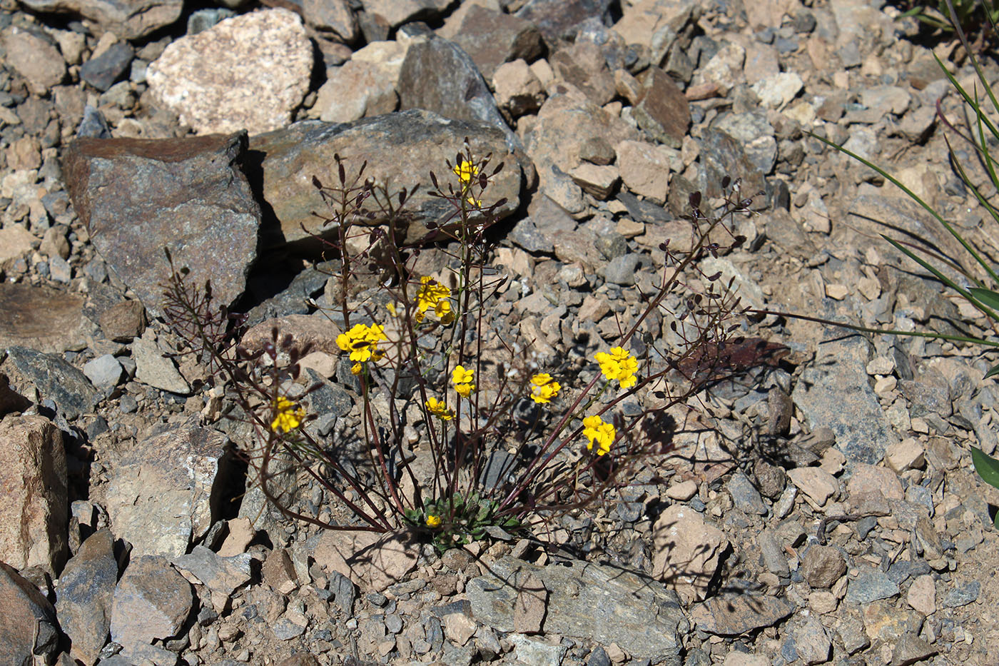 Image of Draba hispida specimen.