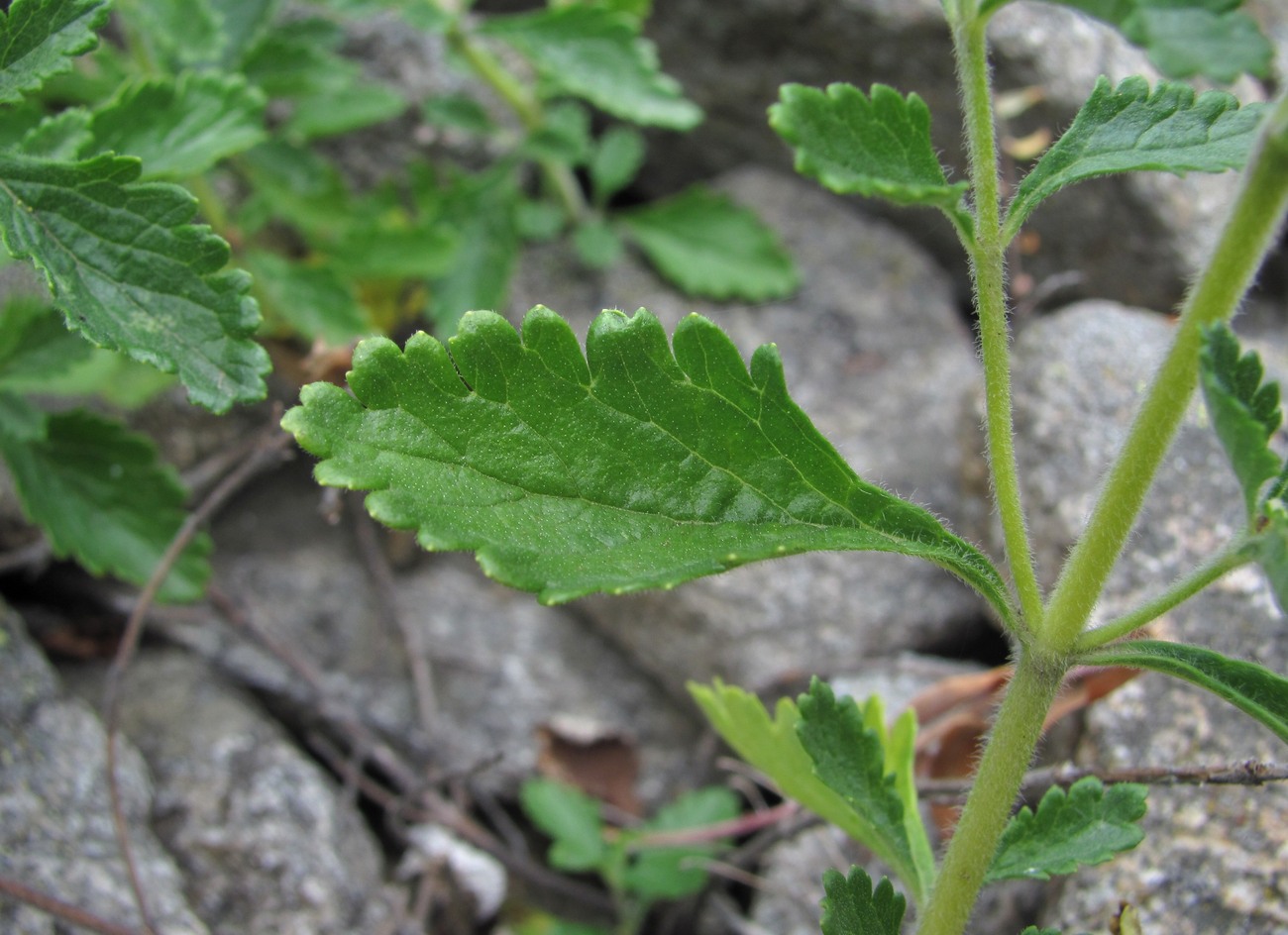 Изображение особи Teucrium chamaedrys.