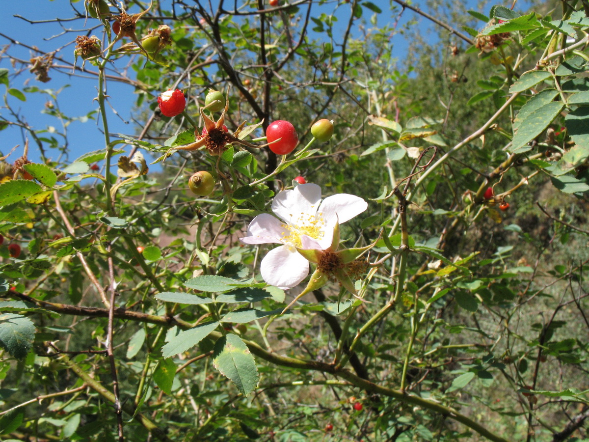 Изображение особи Rosa beggeriana.