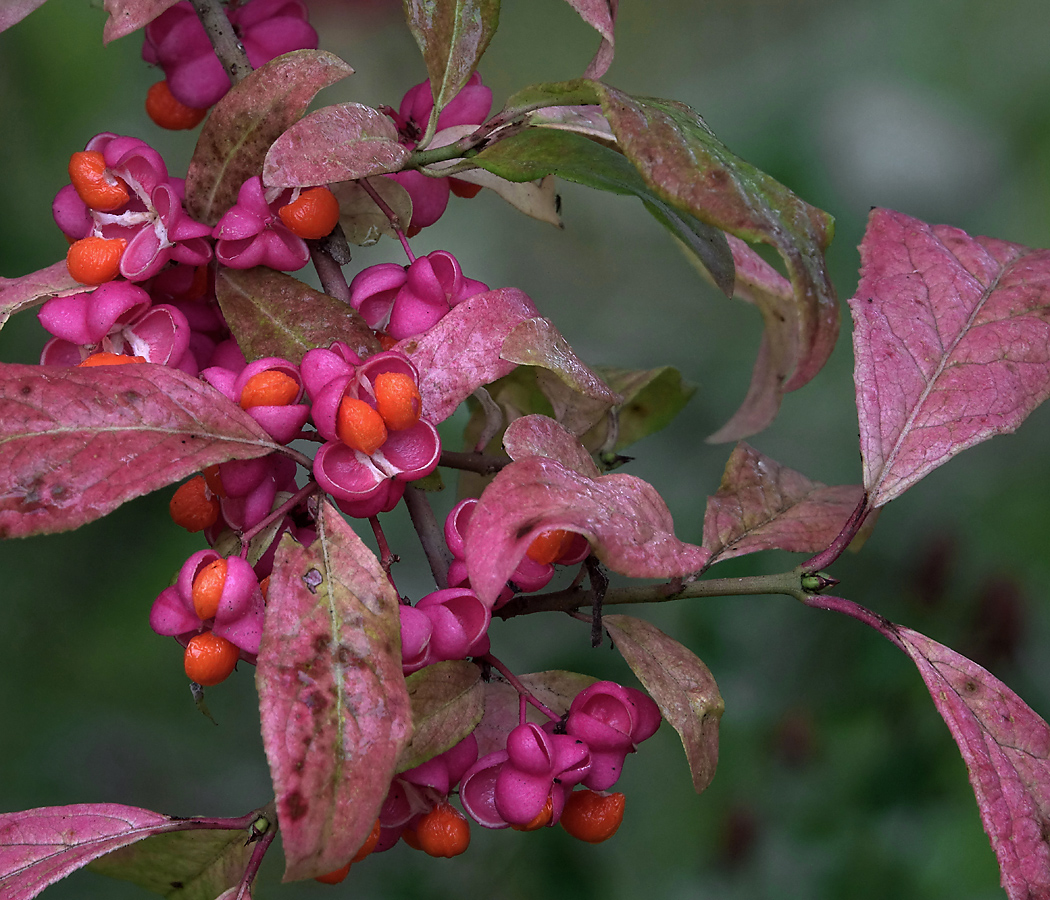 Image of Euonymus europaeus specimen.