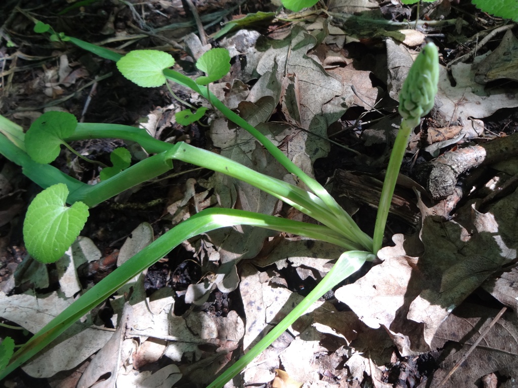 Image of Ornithogalum arcuatum specimen.