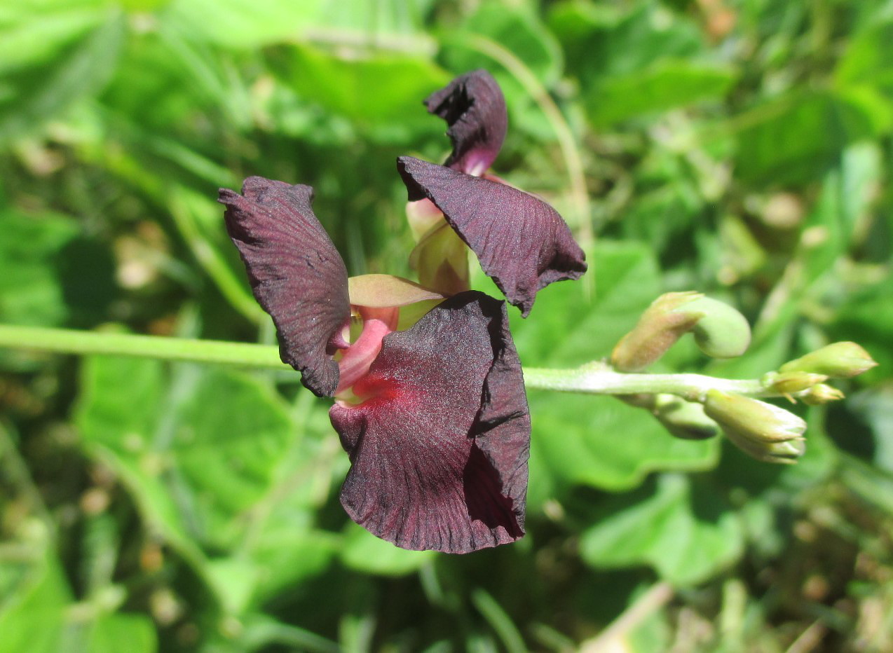 Image of Macroptilium atropurpureum specimen.