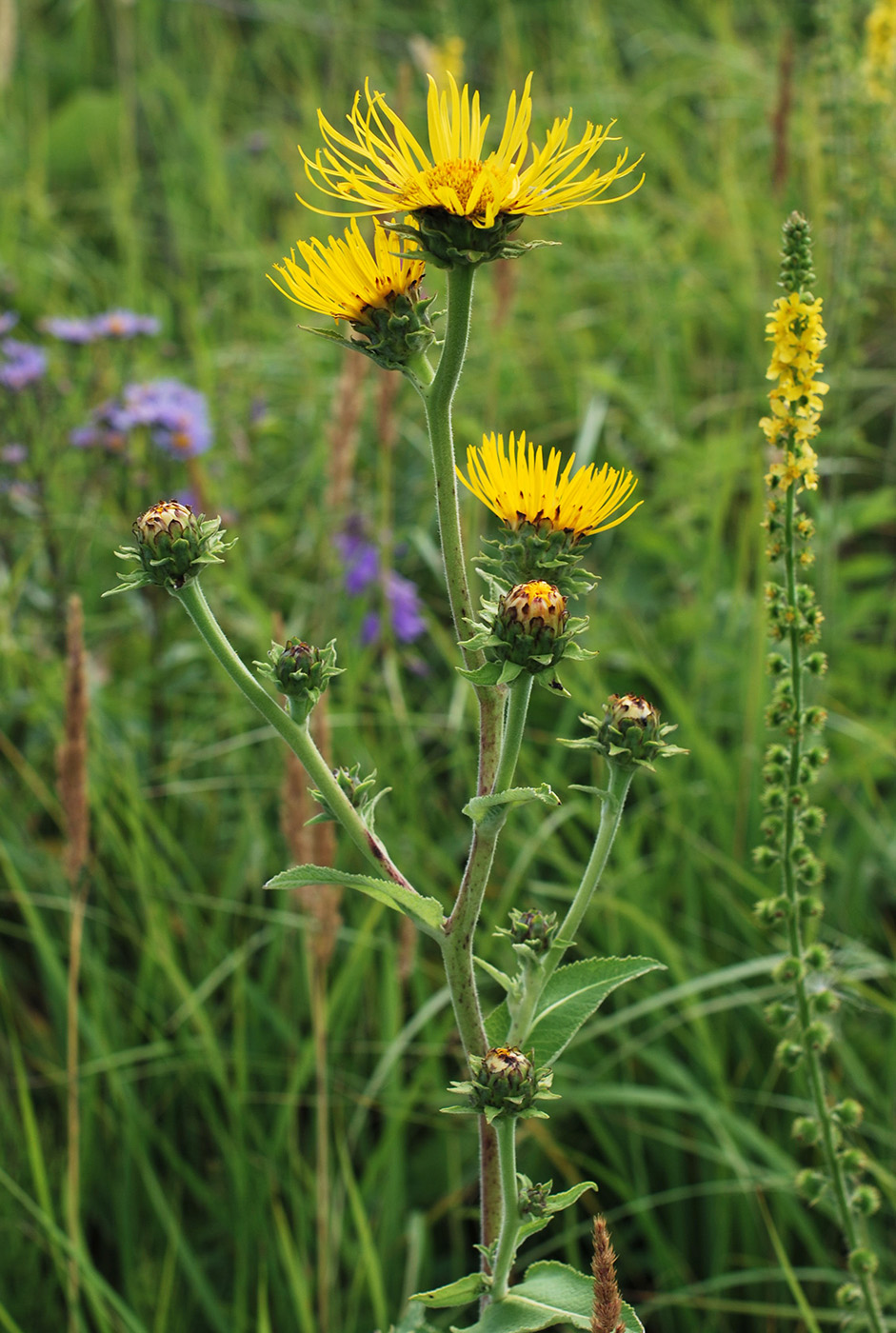 Изображение особи Inula helenium.