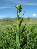 Erysimum hieraciifolium. Верхушка цветущего растения. Южный Казахстан, Таласский Алатау, запов. Аксу-Жабаглы, луг на плато по правому борту ущ. Кши-Каинды, 1850 м н.у.м. 8 июня 2017 г.