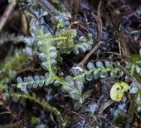 Plagiochila porelloides