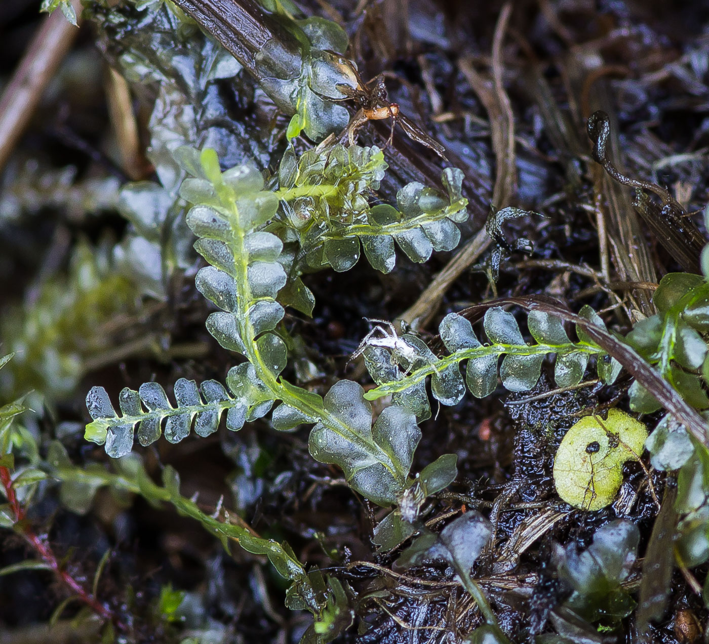 Изображение особи Plagiochila porelloides.