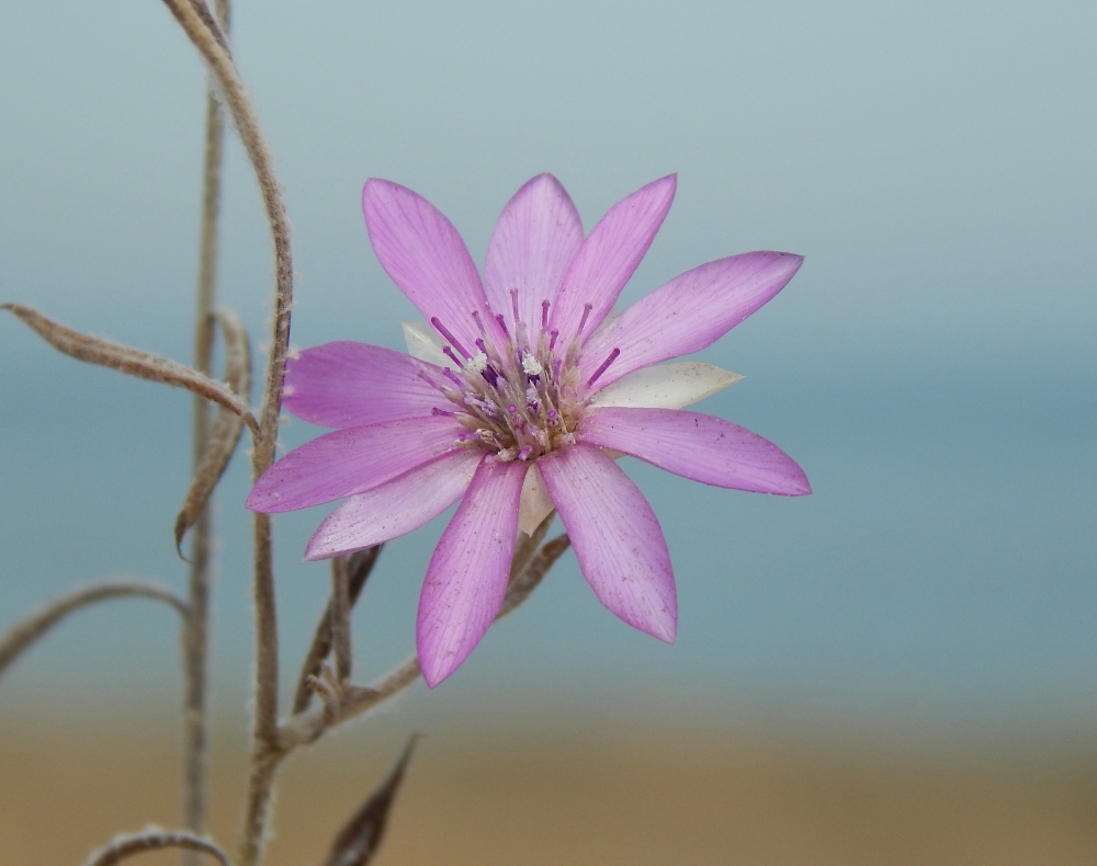 Изображение особи Xeranthemum annuum.