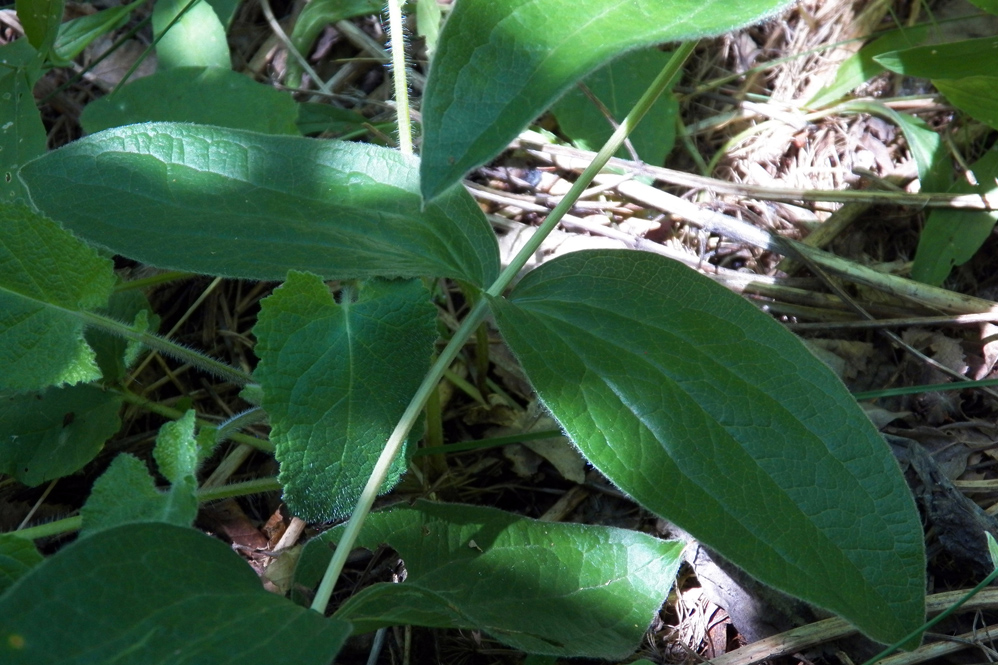 Image of Clematis integrifolia specimen.