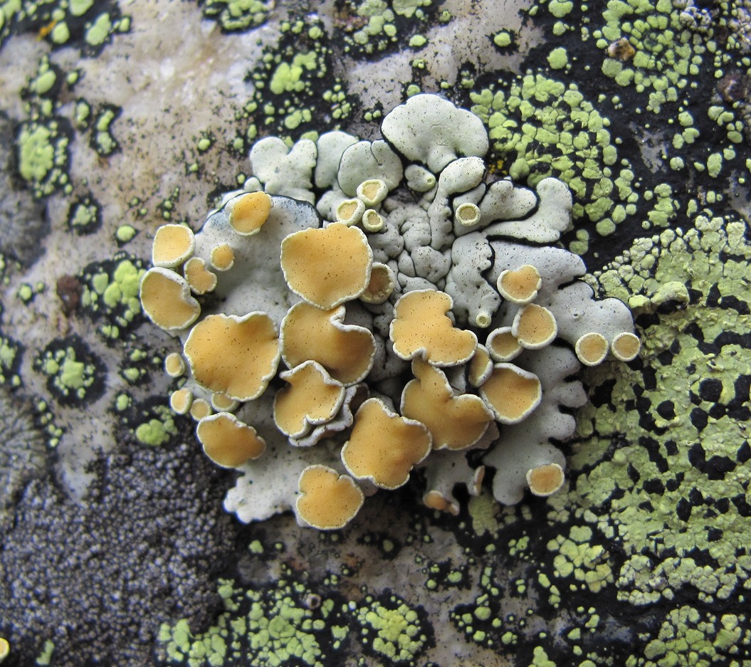 Изображение особи Rhizoplaca peltata.