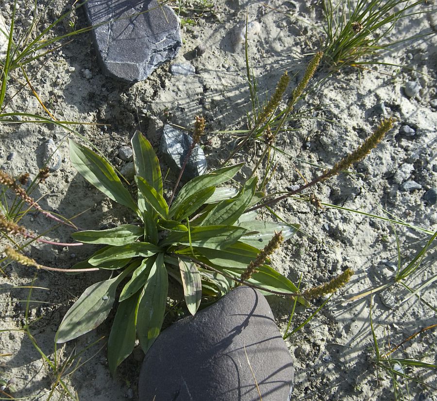 Изображение особи Plantago depressa.