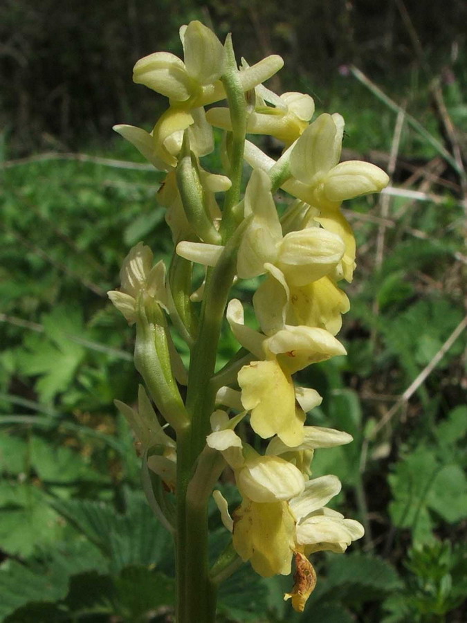 Изображение особи Orchis pallens.