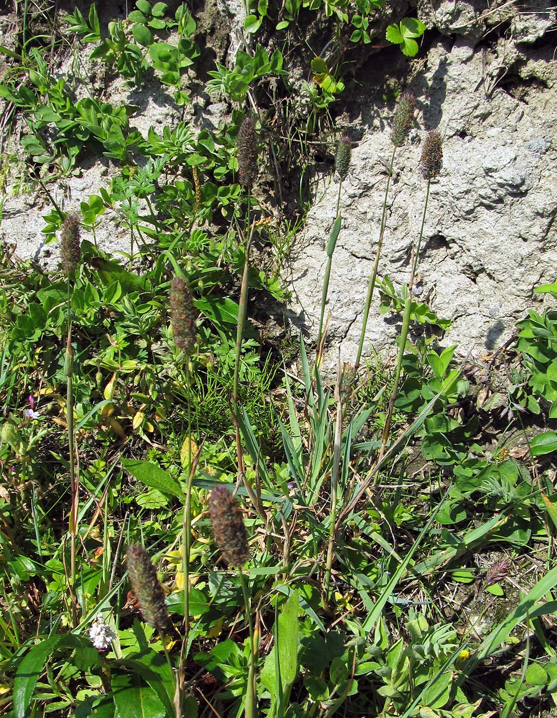 Image of Phleum alpinum specimen.