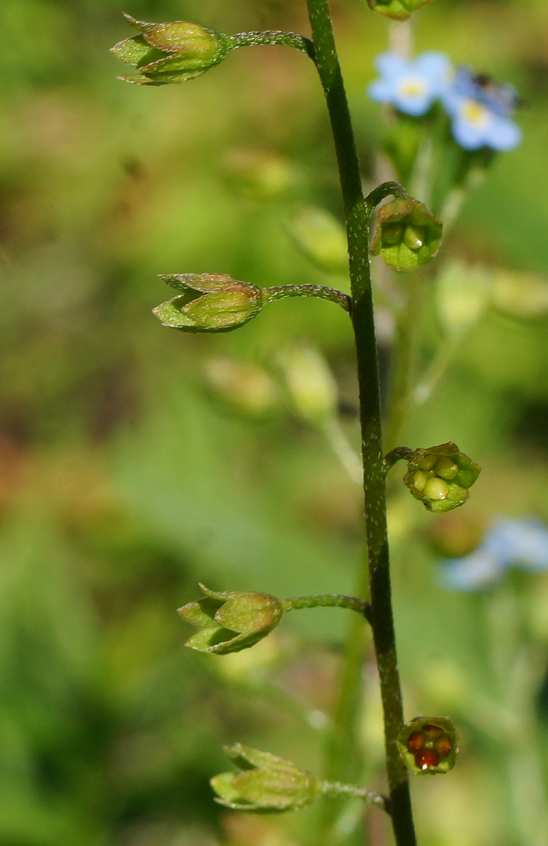 Изображение особи Myosotis cespitosa.