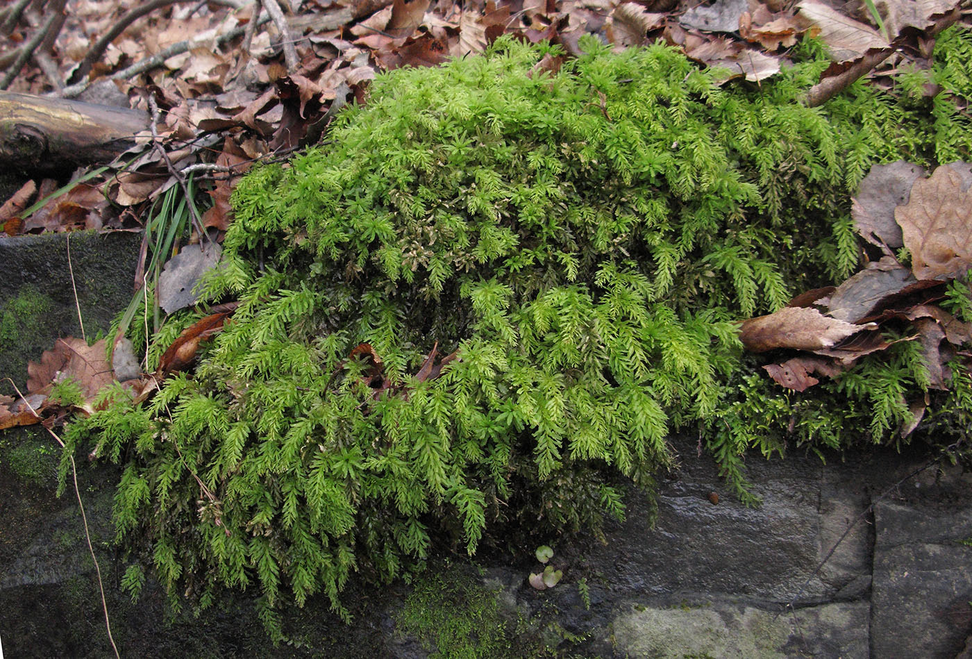 Image of Plagiomnium undulatum specimen.