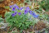 Delphinium chamissonis. Цветущее растение. Чукотка, побережье бухты Провидения, кустарничково-лишайниковая тундра. 30.07.2014.