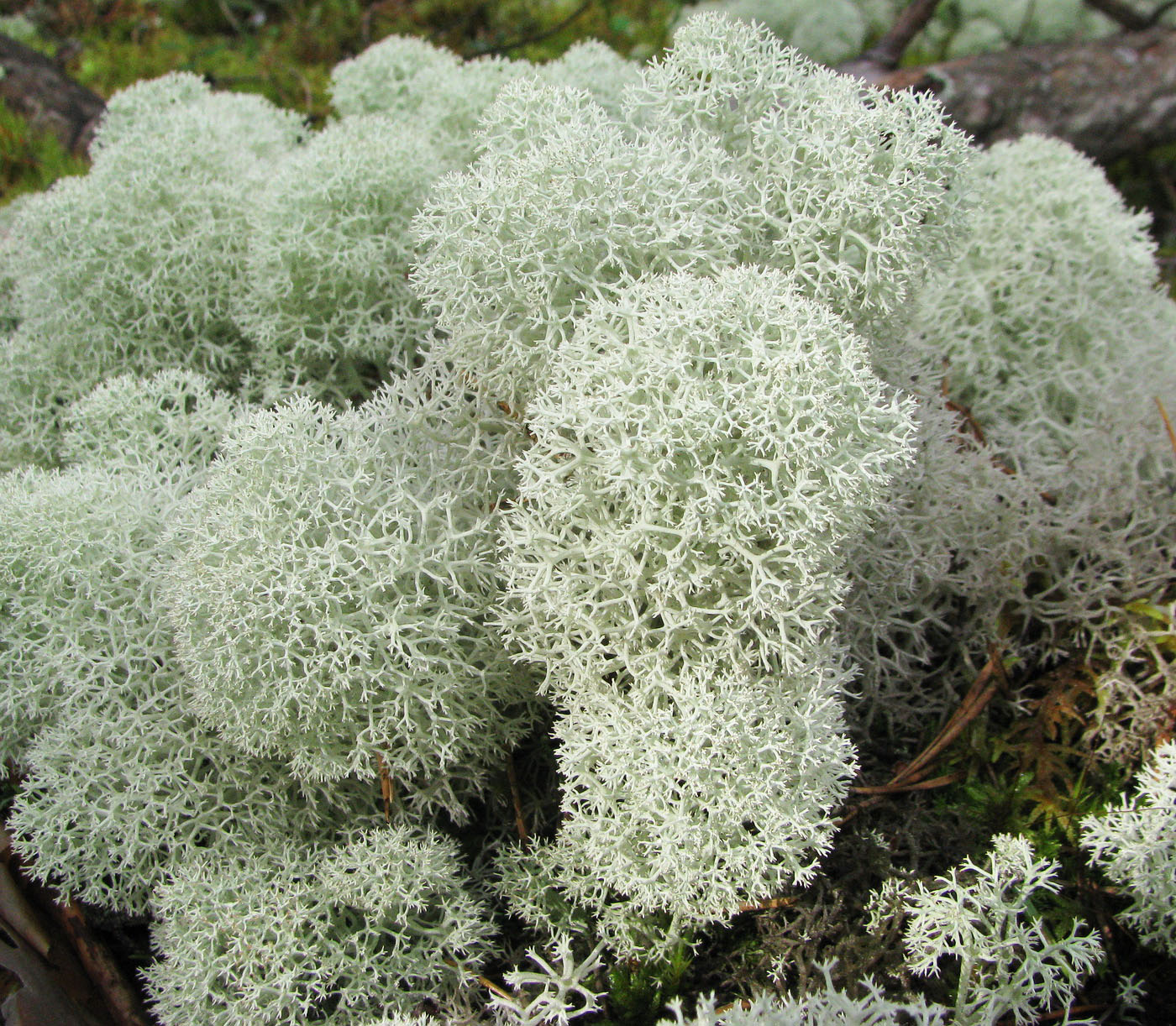 Image of Cladonia stellaris specimen.