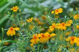 Tagetes tenuifolia