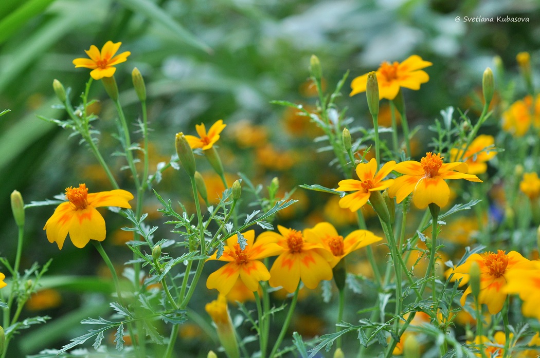 Изображение особи Tagetes tenuifolia.