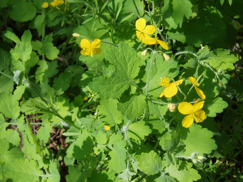 Изображение особи Chelidonium majus.