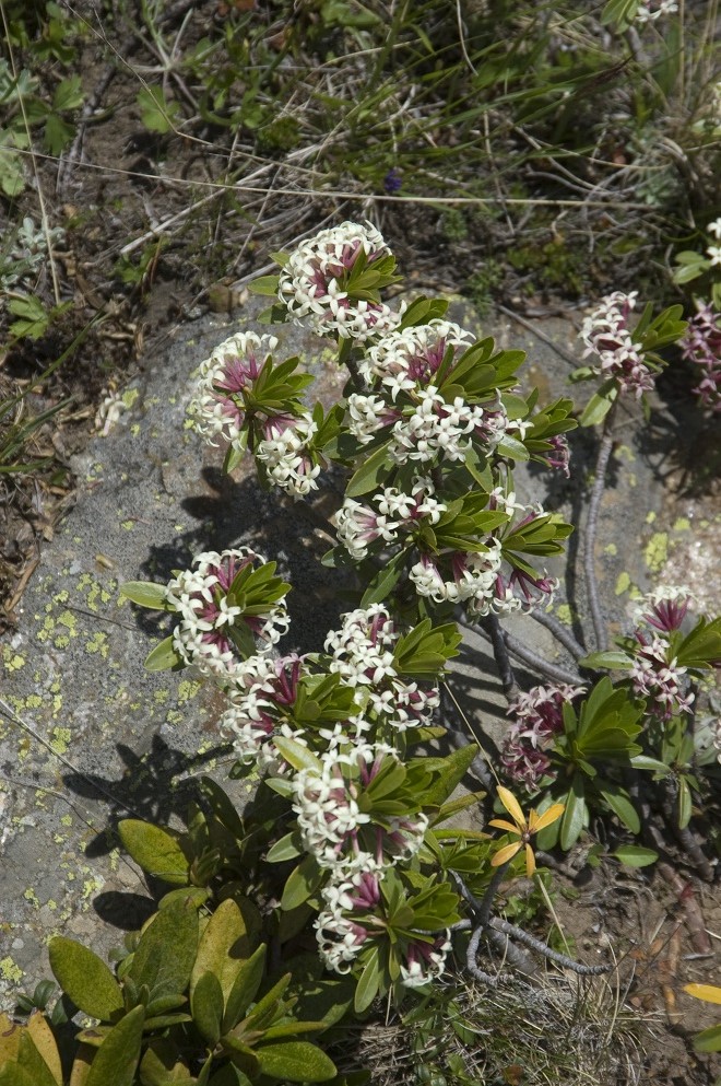 Image of Daphne glomerata specimen.