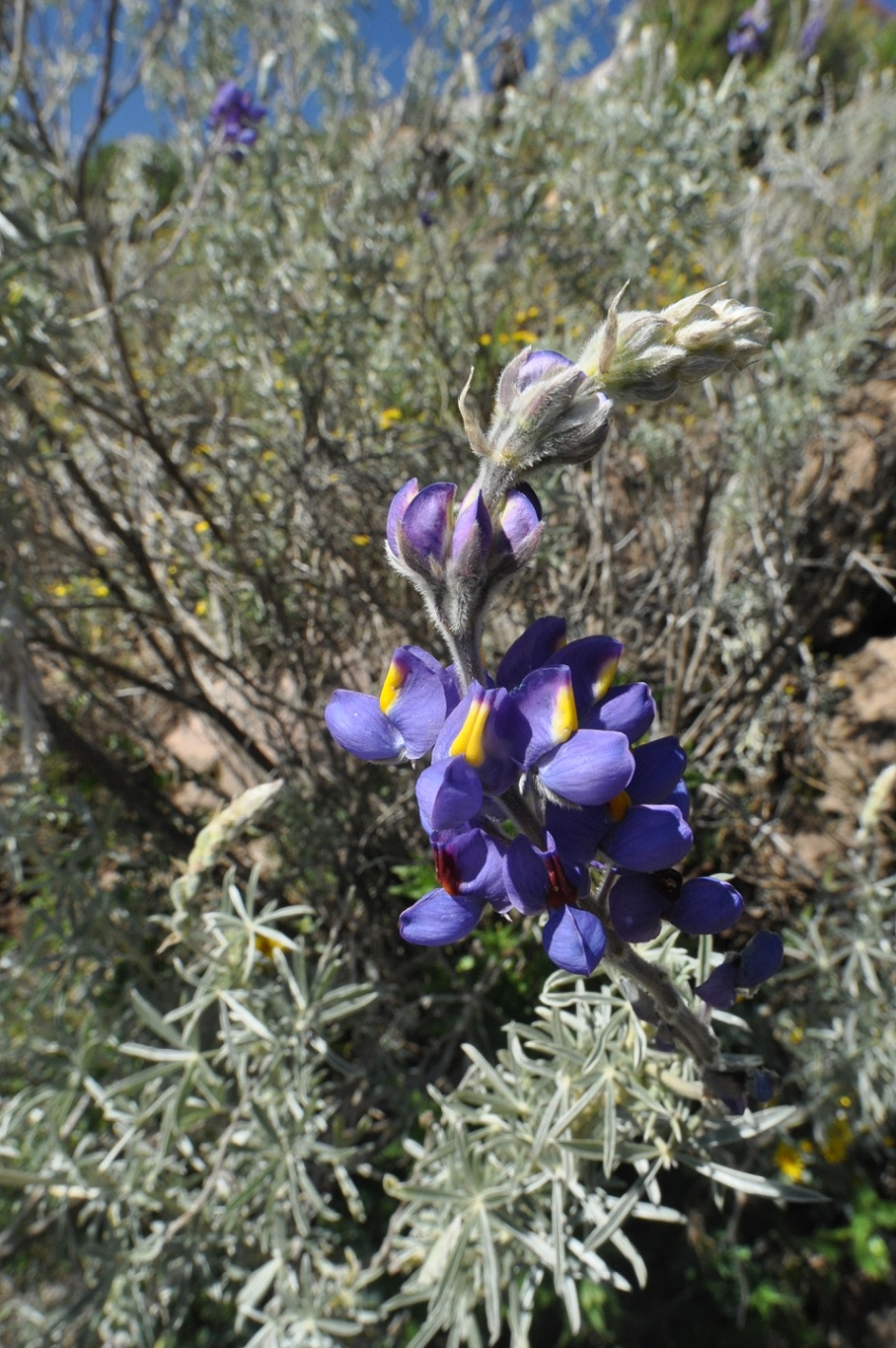 Изображение особи Lupinus mutabilis.