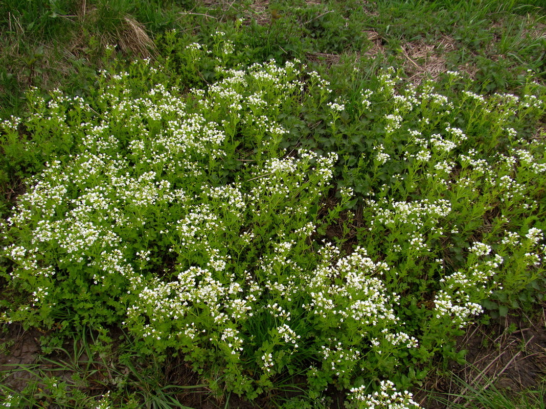 Image of Cardamine amara specimen.