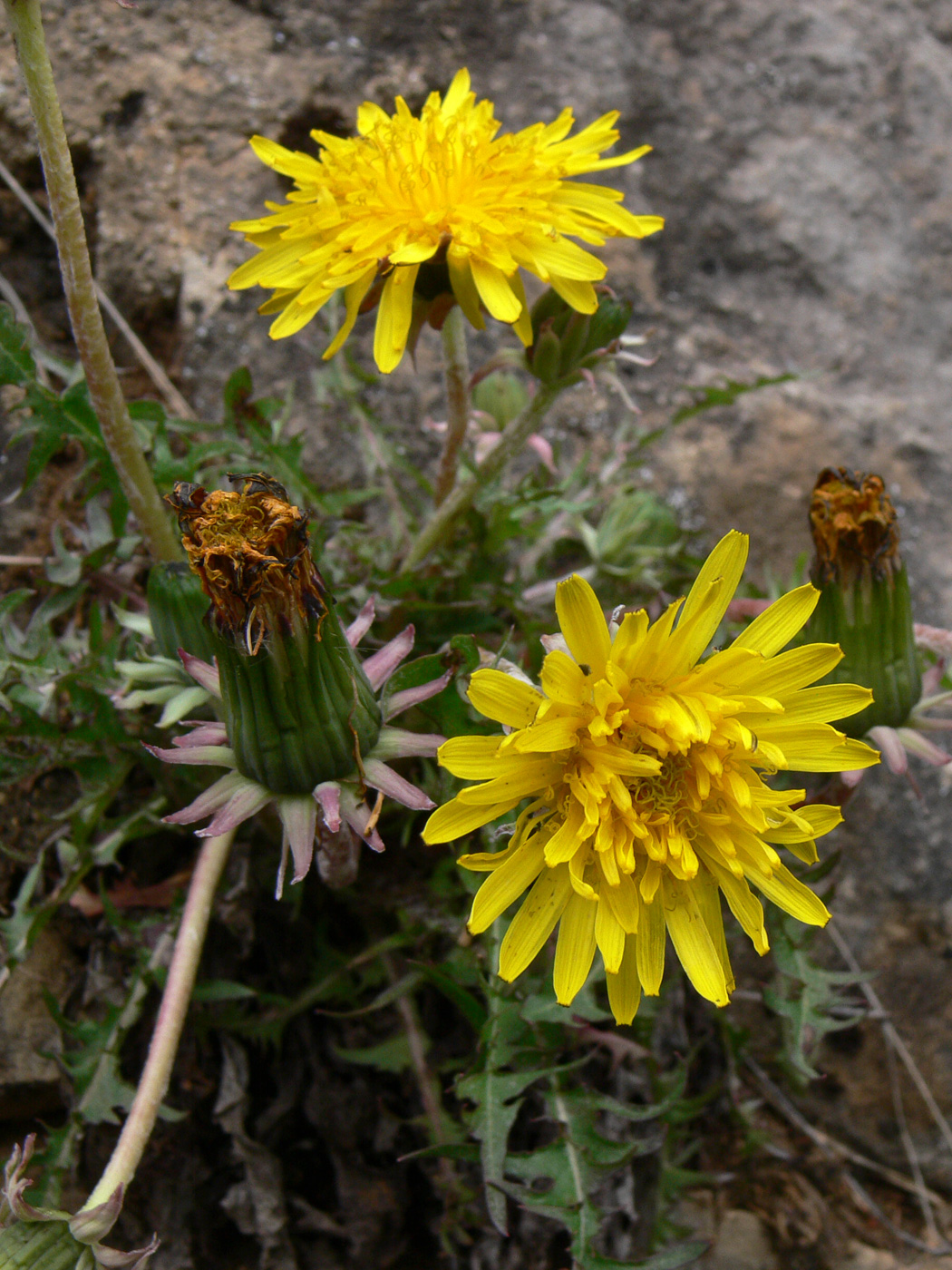 Изображение особи Taraxacum pectinatiforme.