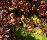 Berberis thunbergii