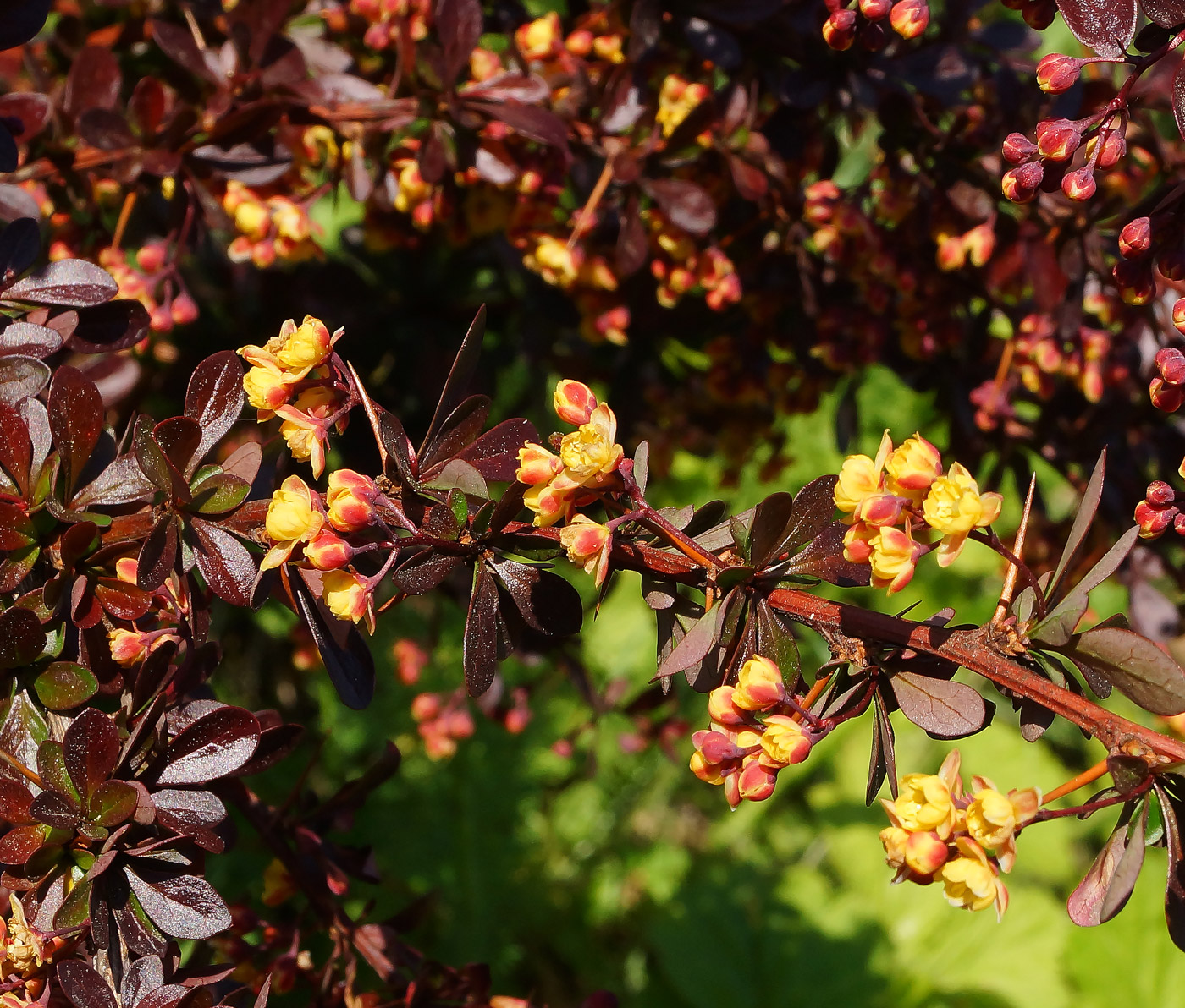 Изображение особи Berberis thunbergii.