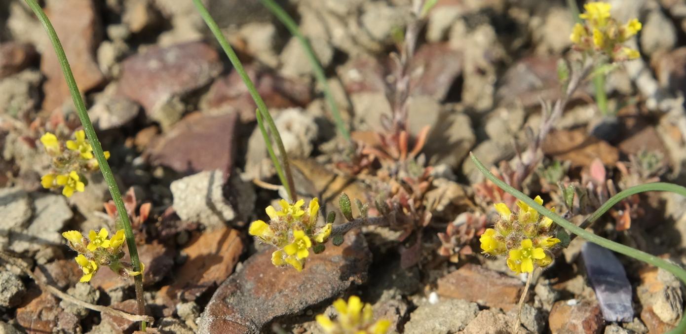 Изображение особи род Alyssum.