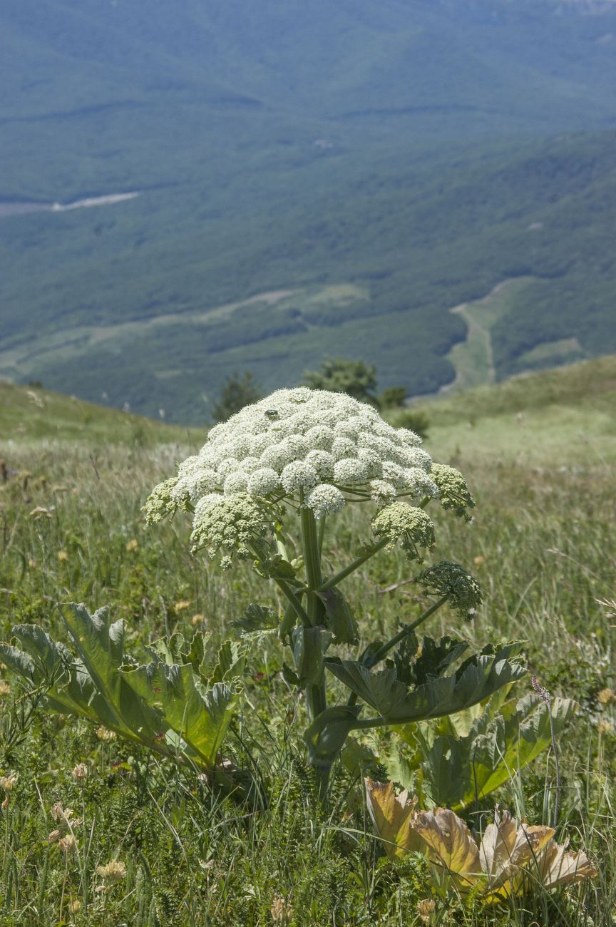 Image of Heracleum stevenii specimen.