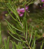 Eremophila alternifolia