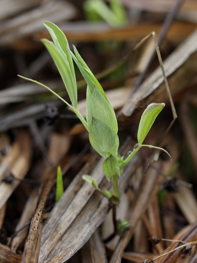 Изображение особи Lathyrus pratensis.