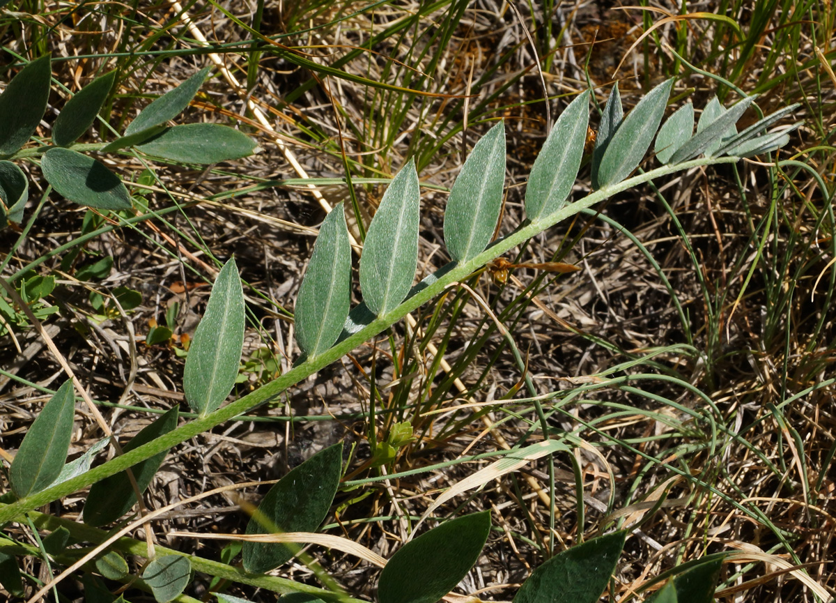 Image of Astragalus follicularis specimen.