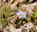 Gentiana pseudoaquatica. Цветущее растение. Республика Бурятия, Иволгинский р-н, берег оз. Белое. 28.05.2018.