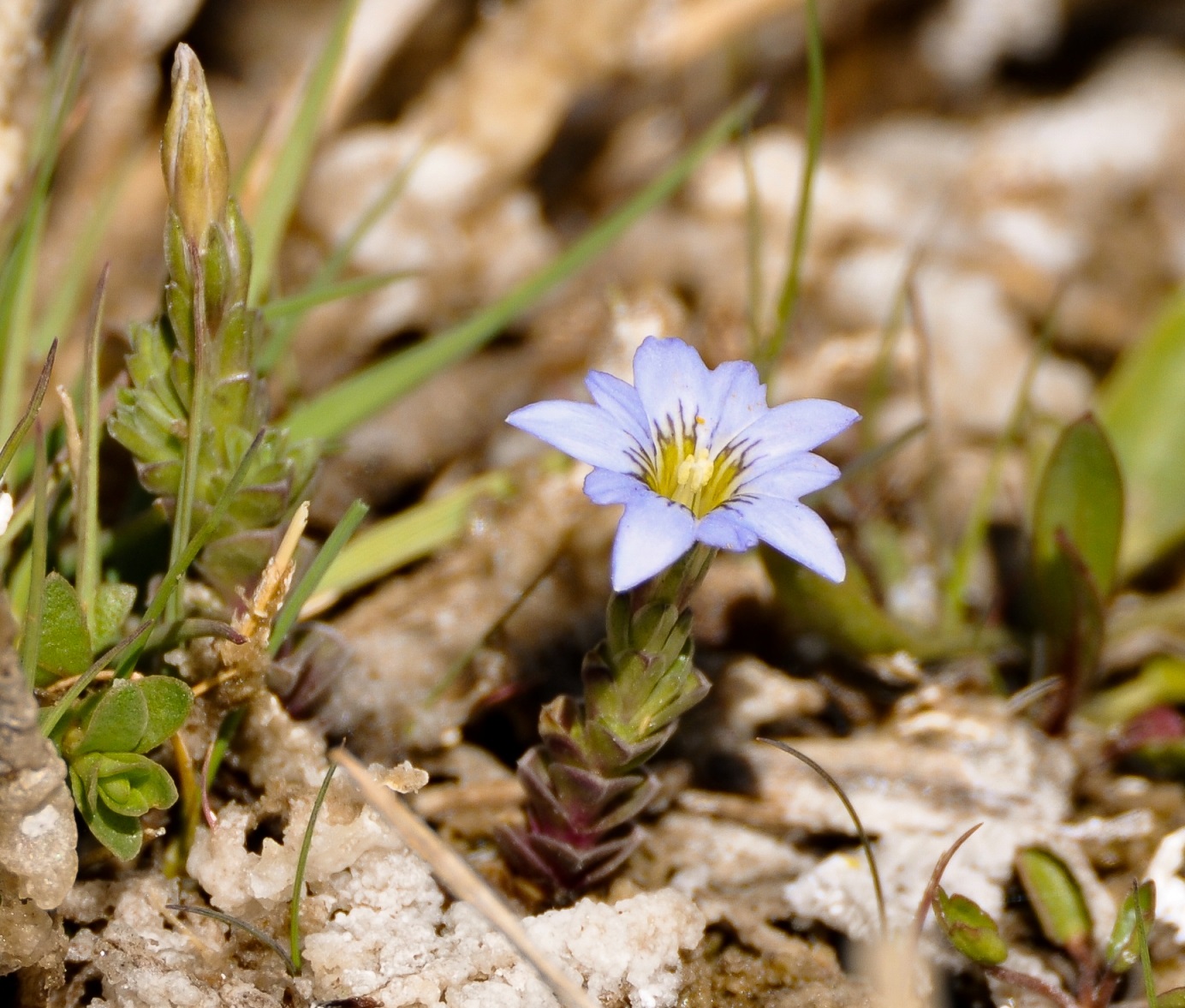 Изображение особи Gentiana pseudoaquatica.