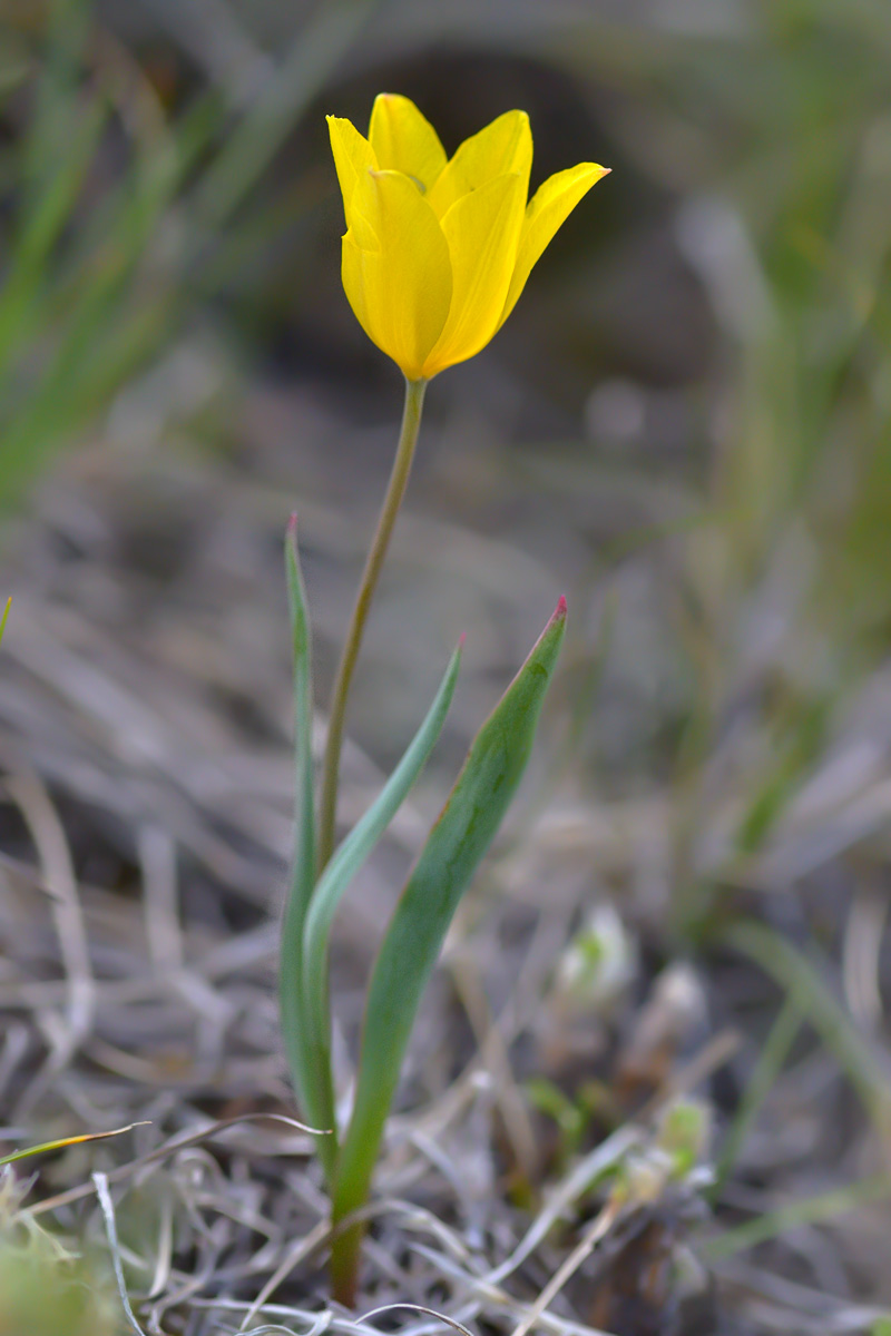 Изображение особи Tulipa ostrowskiana.