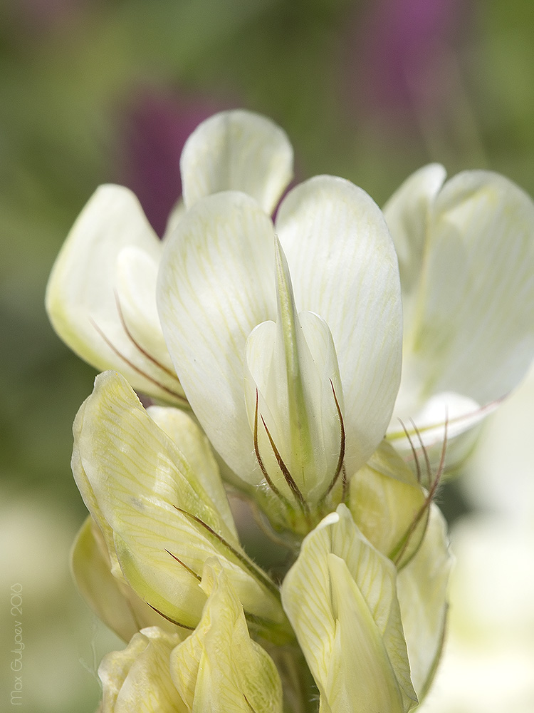 Image of Hedysarum grandiflorum specimen.