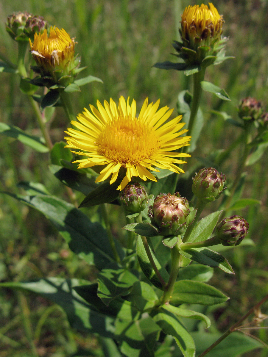 Image of Inula salicina specimen.